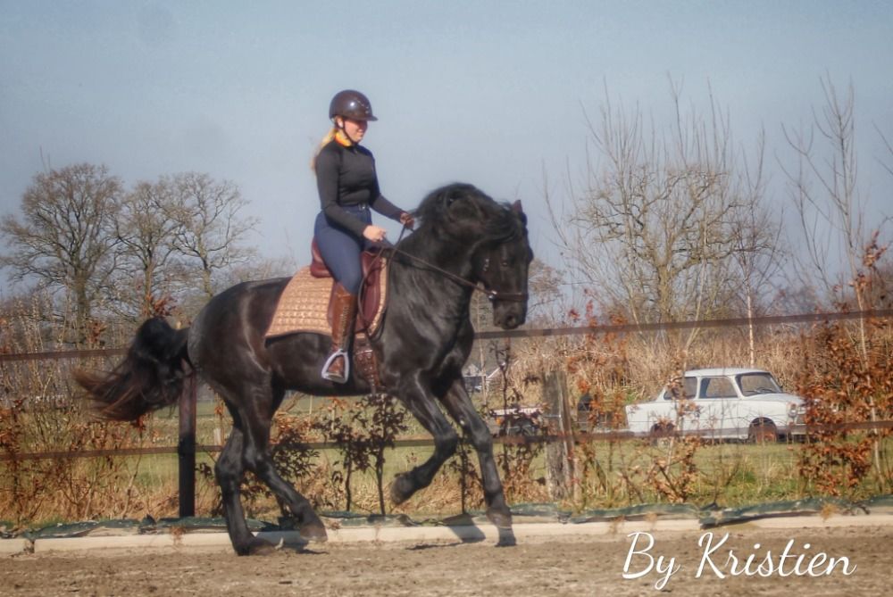 Ander stamboek paard Ruin 5 jaar Zwart te koop - Foto 4