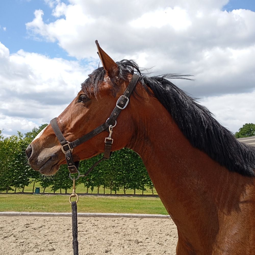Instruction - dressage jumping lesson - including video with advice - groundwork - Photo 2