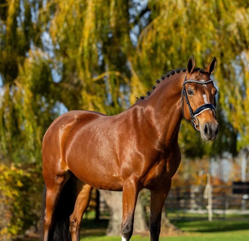 NRPS dressuurpony Merrie 7 år Bruin till salu - Foto 2