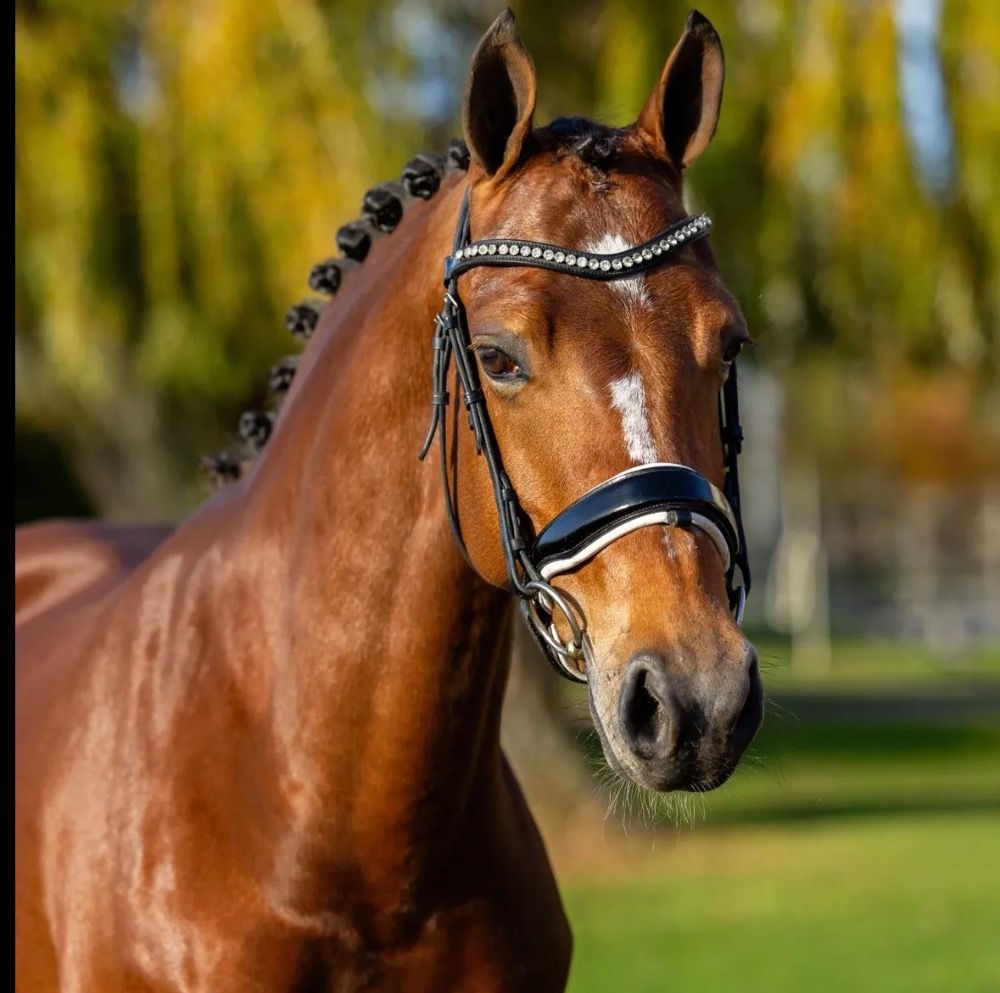 Nice sport pony for sale!