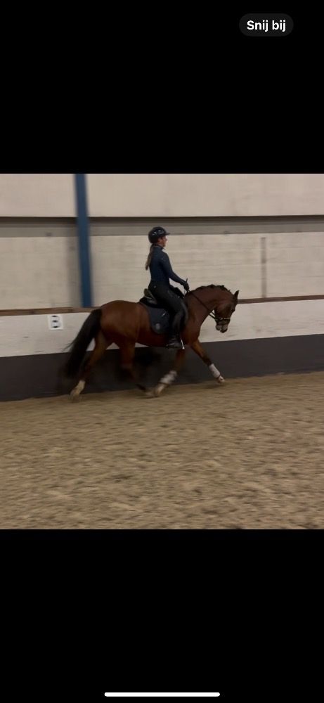 NRPS dressuurpony Merrie 7 år Bruin till salu - Foto 3