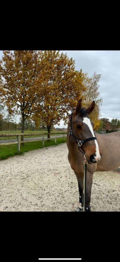 Zangersheide springpaard Merrie 8 jaar Bruin te koop - Foto 4