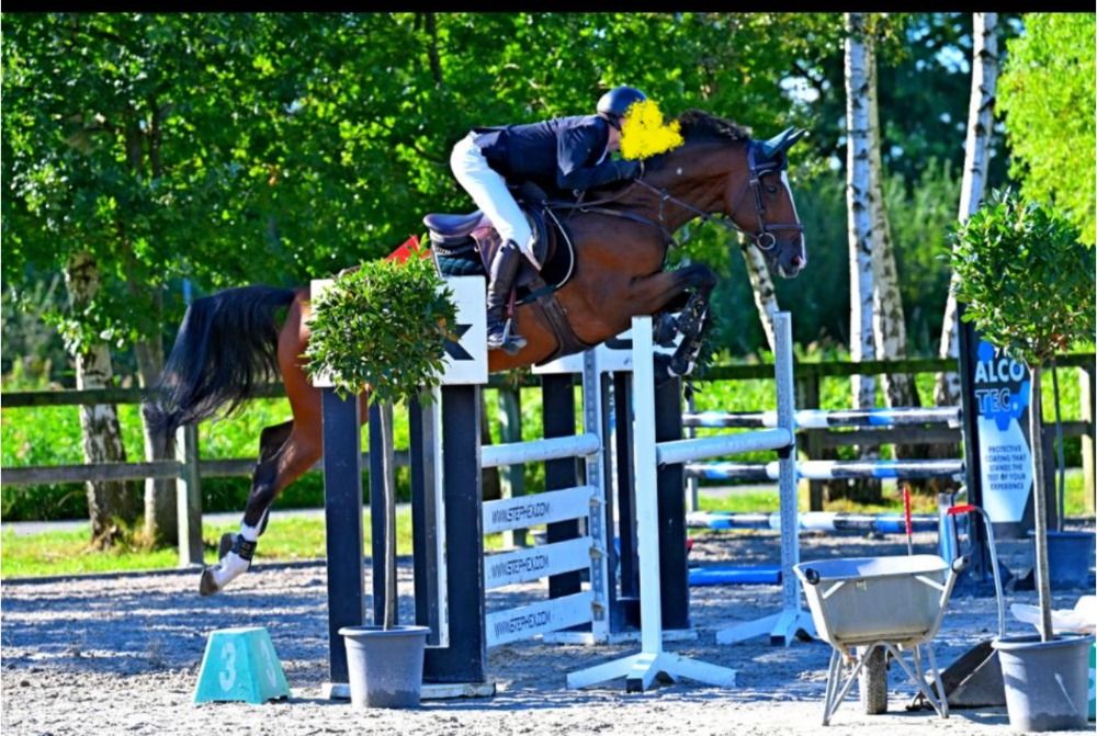 Zangersheide springpaard Merrie 8 jaar Bruin te koop - Hoofdfoto