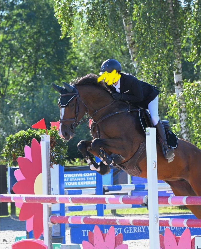 Zangersheide springpaard Merrie 8 jaar Bruin te koop - Foto 2
