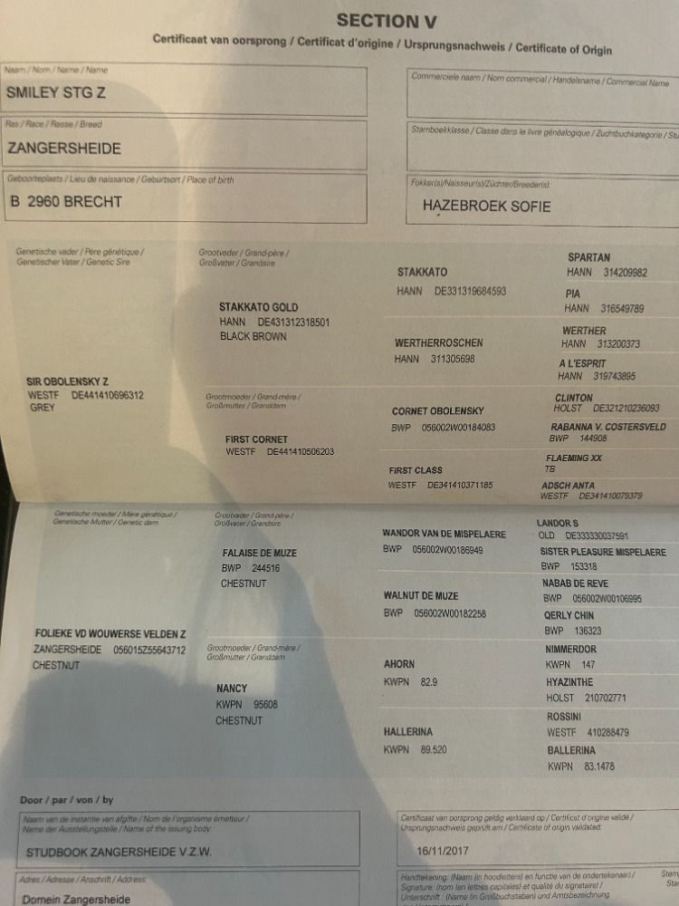 Zangersheide springpaard Merrie 8 jaar Bruin te koop - Foto 5