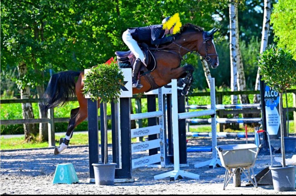Zangersheide springpaard Merrie 8 jaar Bruin te koop - Foto 3