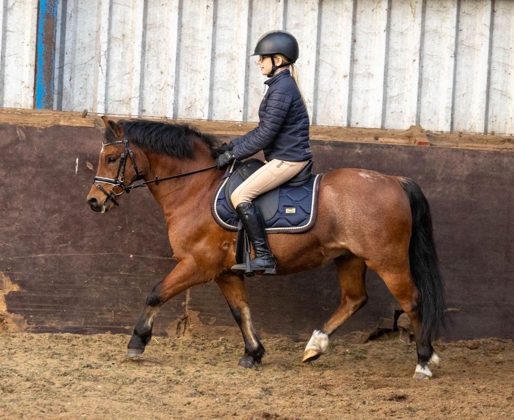 Ander stamboek dressuurpaard Ruin 9 jaar Roan bruin te koop - Foto 2