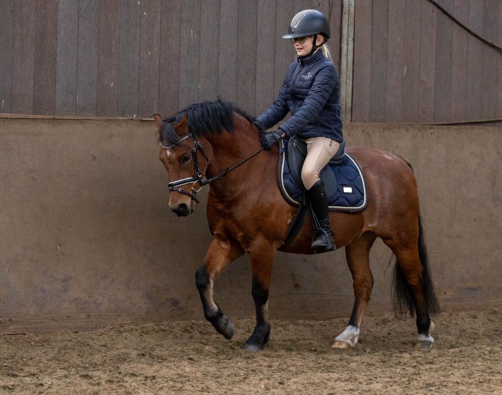 Ander stamboek dressuurpaard Ruin 9 jaar Roan bruin te koop - Foto 3