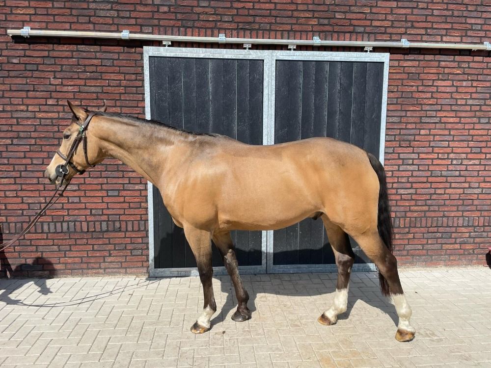 springpony te koop - Foto 3