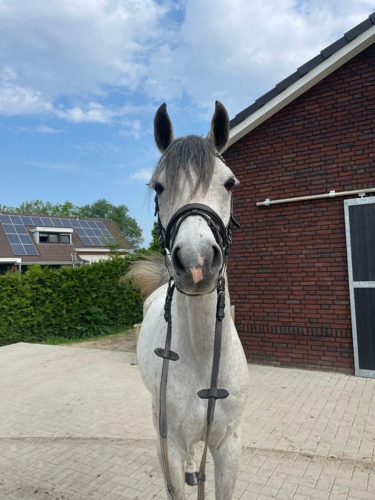 springpony te koop - Foto 4