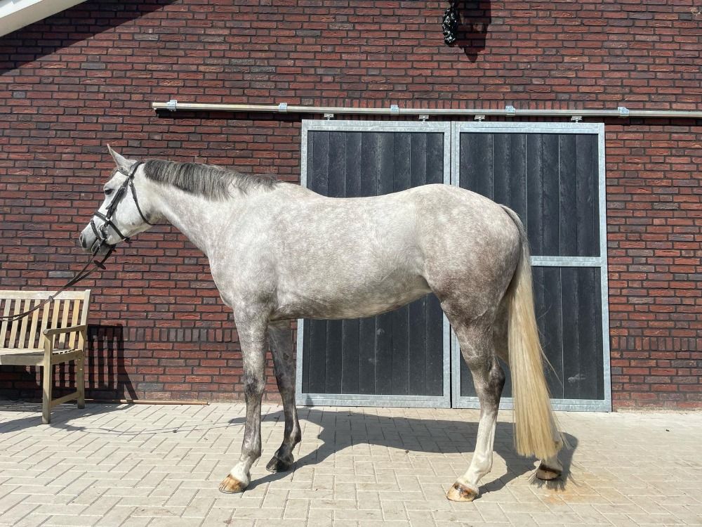 springpony te koop - Foto 2