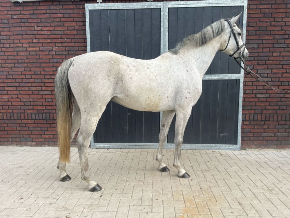 springpony te koop - Foto 6