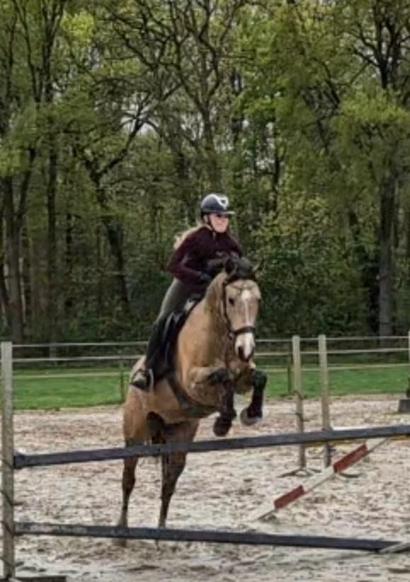 Diverse talentvolle sport pony;s