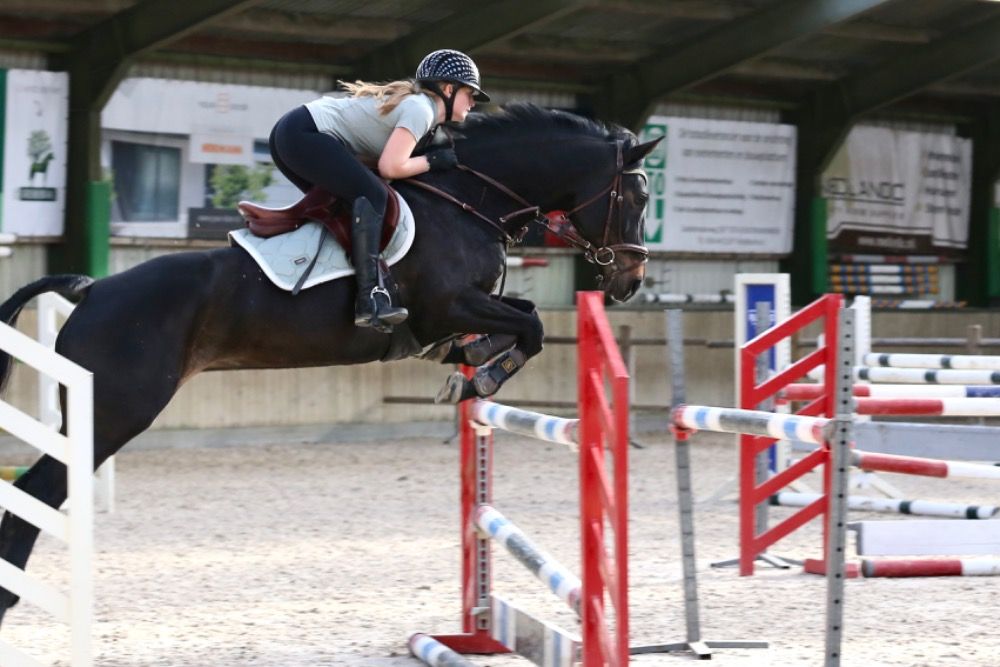KWPN springpaard Merrie 11 years old Zwart for sale - Photo 2