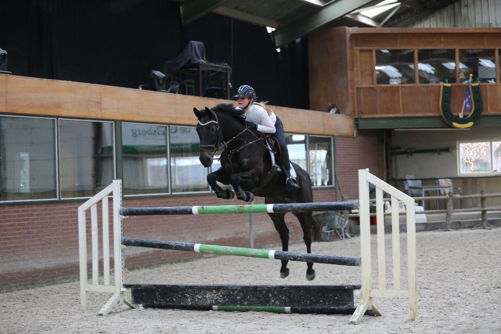 KWPN springpaard Merrie 11 years old Zwart for sale - Photo 3