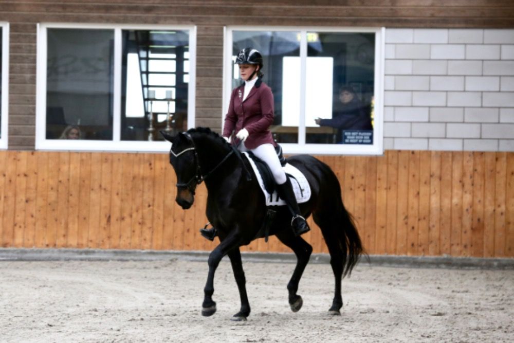 KWPN springpaard Merrie 11 years old Zwart for sale - Photo 6