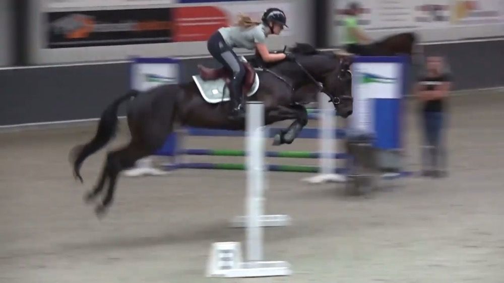 KWPN springpaard Merrie 11 years old Zwart for sale - Photo 4