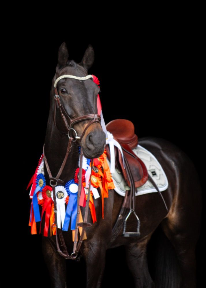 Uniek Allround springpaard en schoolmaster te koop??