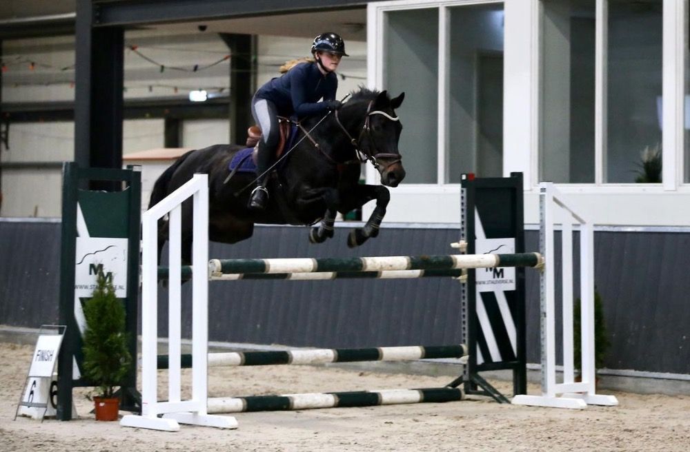 KWPN springpaard Merrie 11 years old Zwart for sale - Photo 5