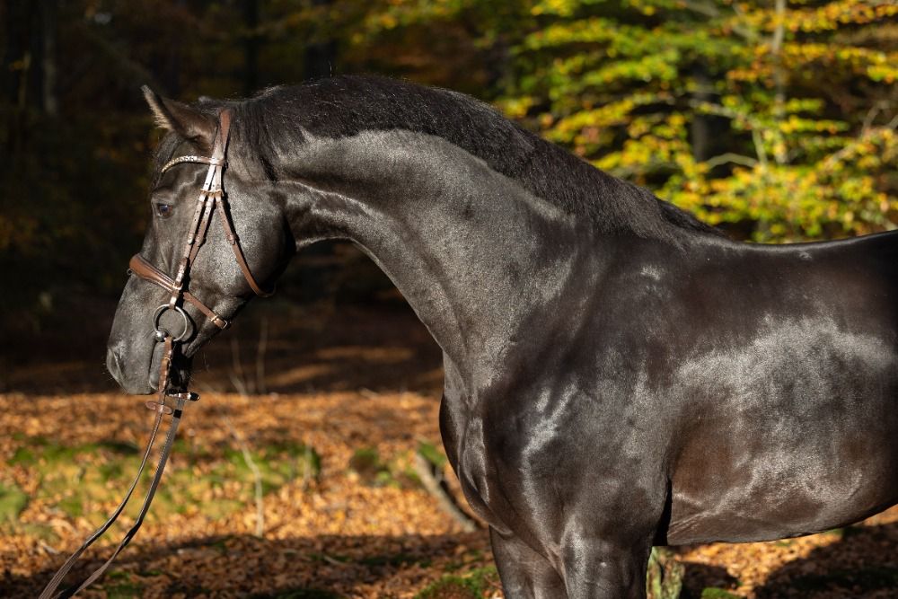 KWPN dressuurpaard Ruin 5 jaar Zwart te koop - Foto 4