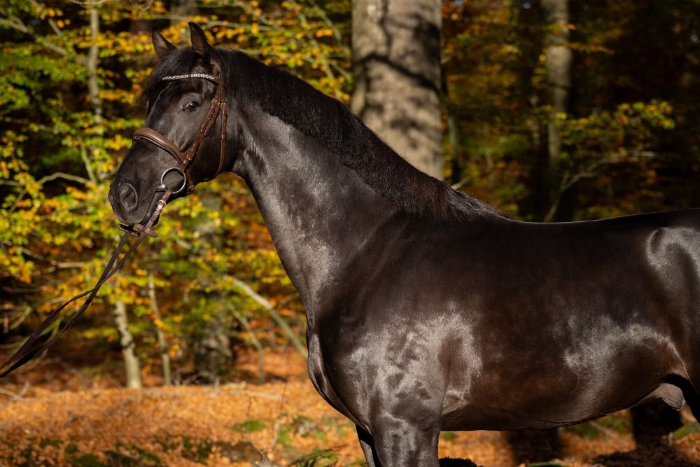 Getallenteerd dressuurpaard