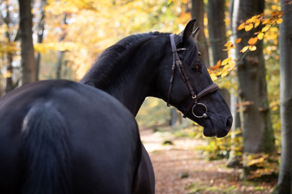 KWPN dressuurpaard Ruin 5 jaar Zwart te koop - Foto 2