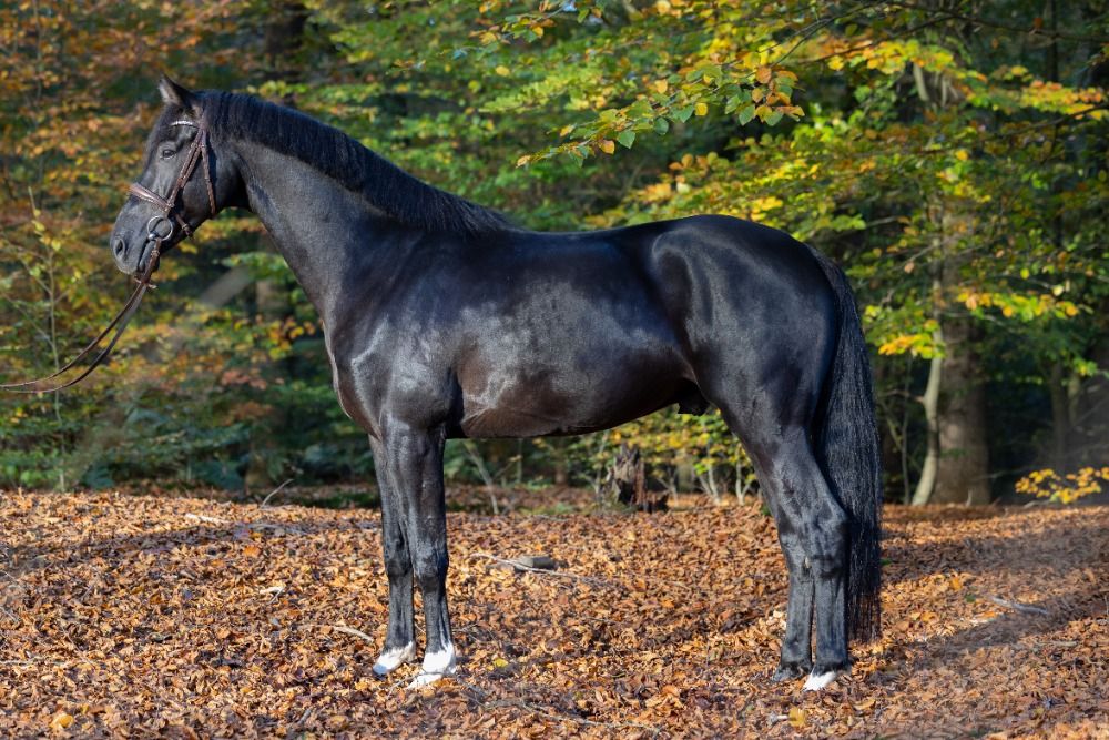 KWPN dressuurpaard Ruin 5 jaar Zwart te koop - Foto 5