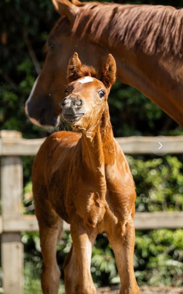 Dressuurmerrieveulen Vatiki (Viva Romance x Floriscount x Weltmeyer)