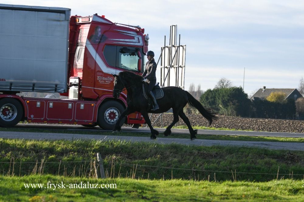 FPS (Nederland) fries Merrie 10 jaar Zwart te koop - Foto 3