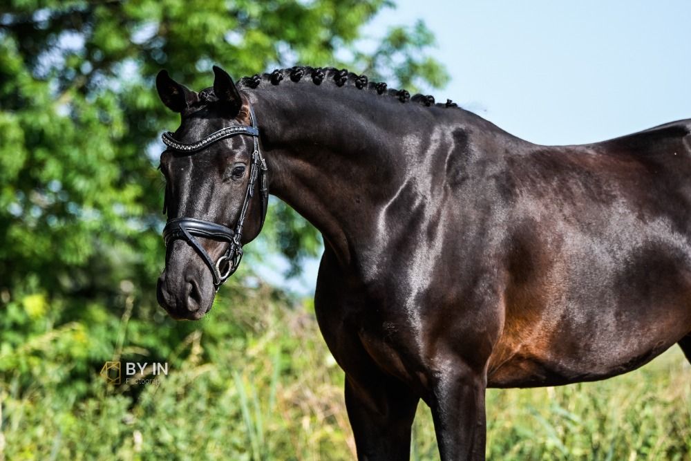 Oldenburg allrounder Ruin 4 years old Zwart for sale - Photo 3