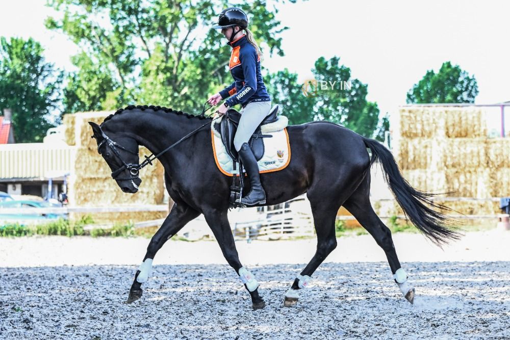 Oldenburg allrounder Ruin 4 years old Zwart for sale - Photo 5