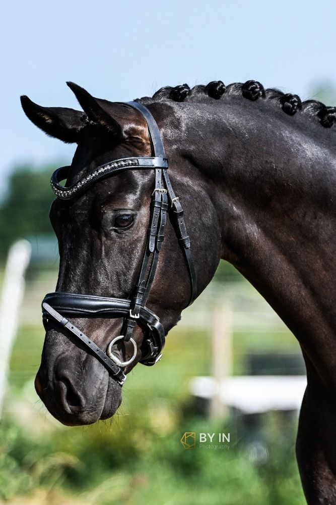 Talentvol allround paard