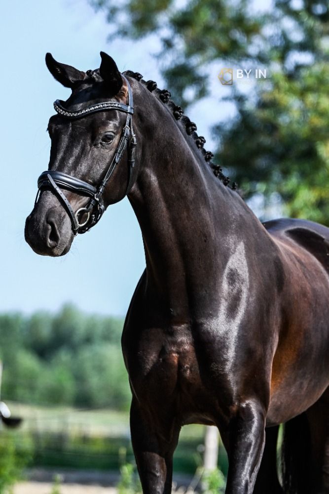 Oldenburg allrounder Ruin 4 years old Zwart for sale - Photo 2