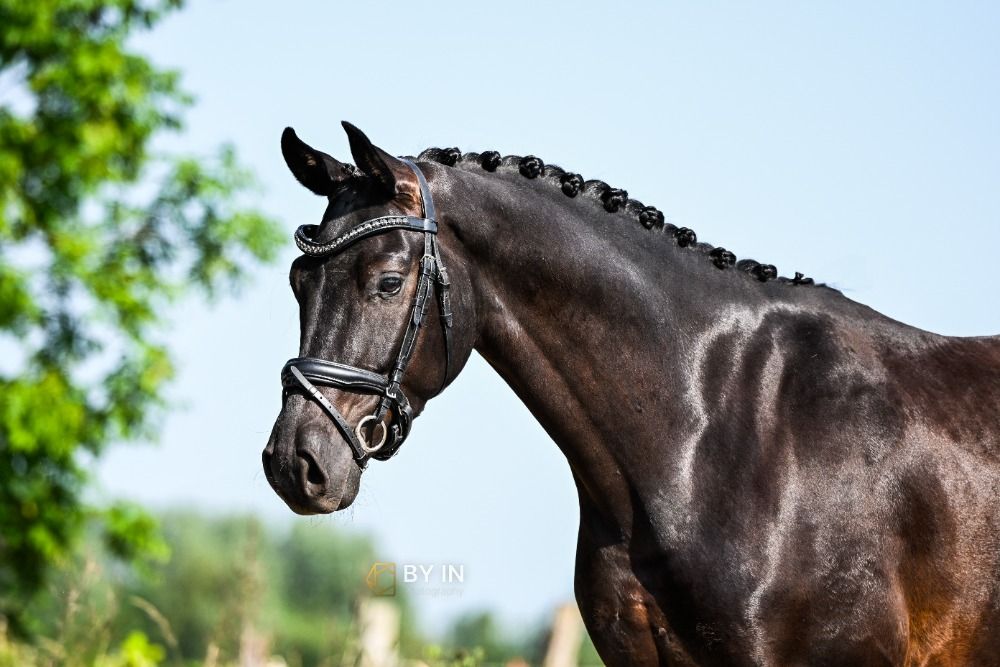 Oldenburg allrounder Ruin 4 years old Zwart for sale - Photo 4