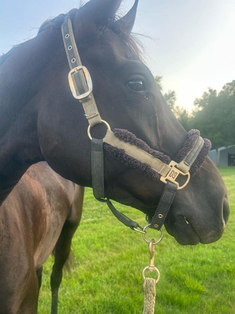 Oldenburg allrounder Ruin 4 years old Zwart for sale - Photo 6
