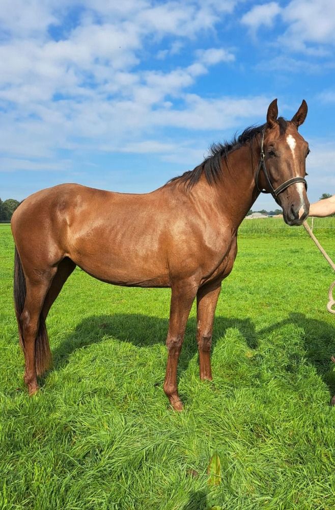 KWPN dressuurpaard Merrie 3 jaar Vos te koop - Foto 2