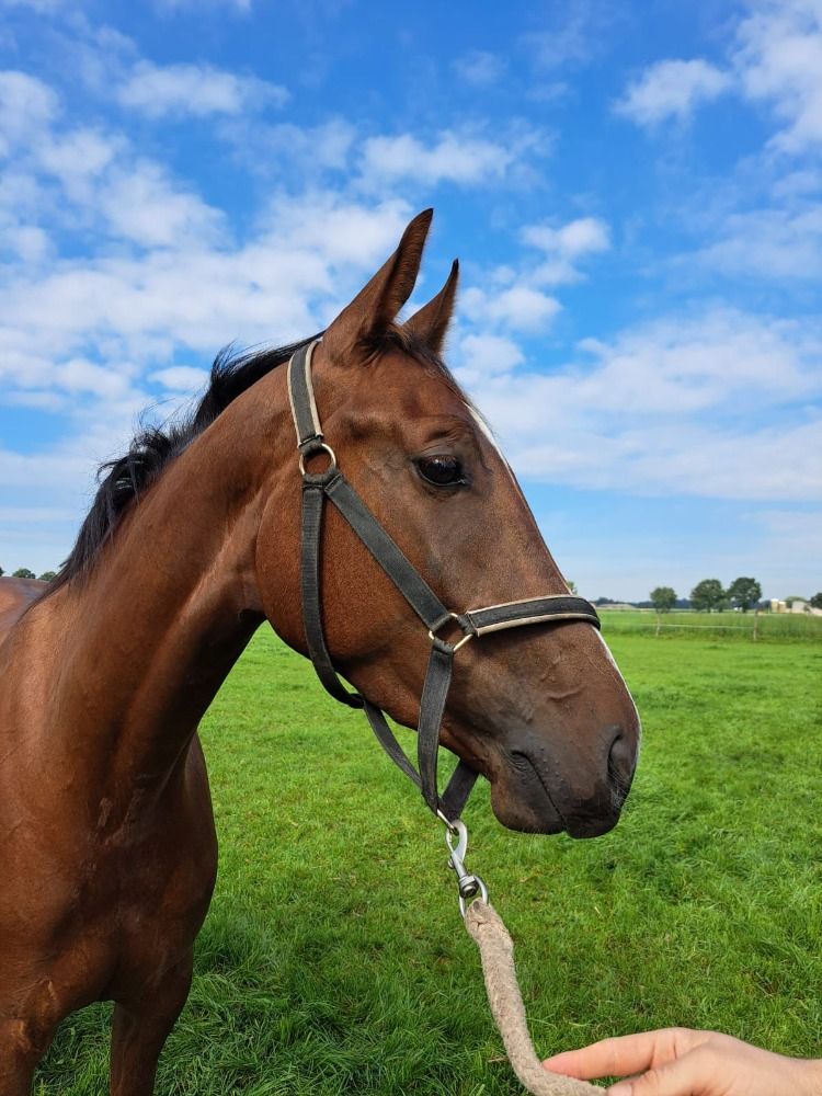 KWPN dressuurpaard Merrie 3 jaar Vos te koop - Foto 3