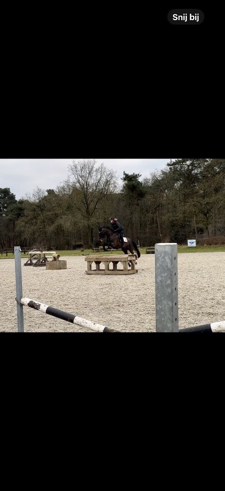 eventingpaard Merrie 5 years old for sale - Photo 3