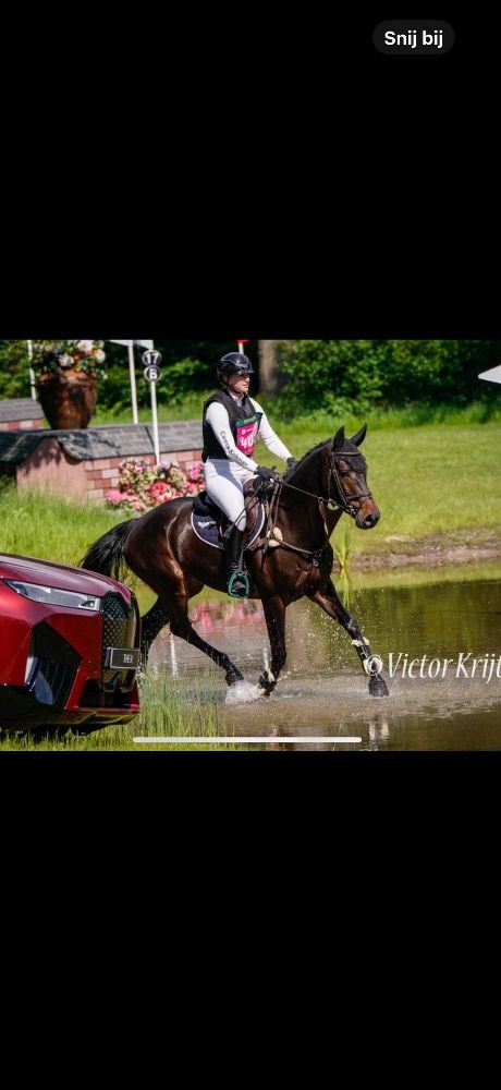 5yr old Cicero mare for sale
