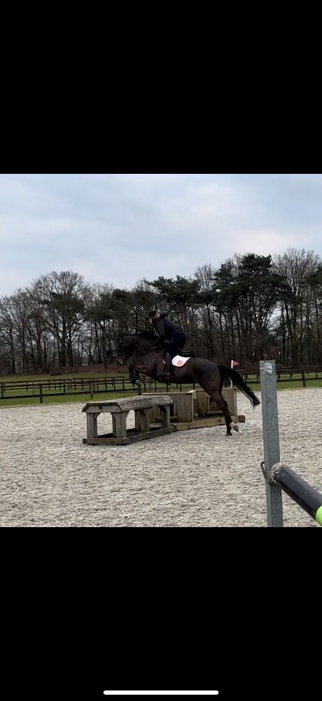 eventingpaard Merrie 5 years old for sale - Photo 2