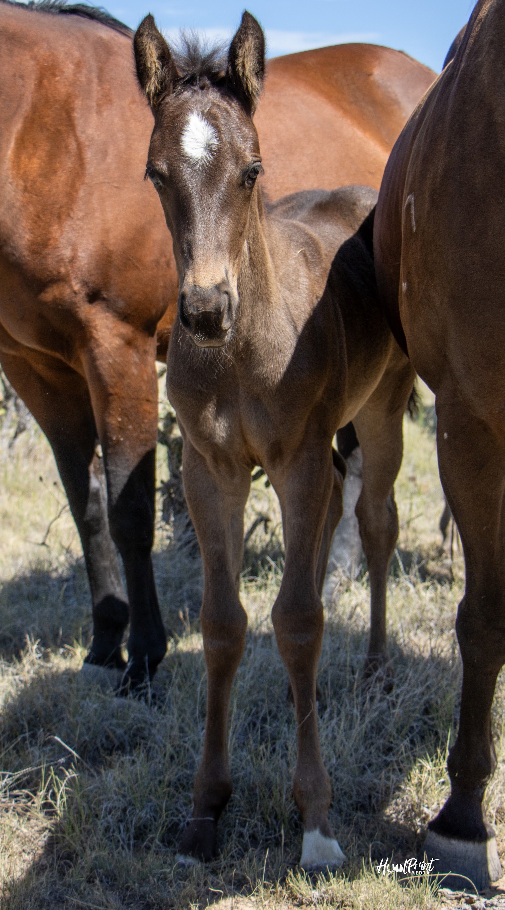 quarter-horse western-paard merrie 1 år till salu - Foto 2