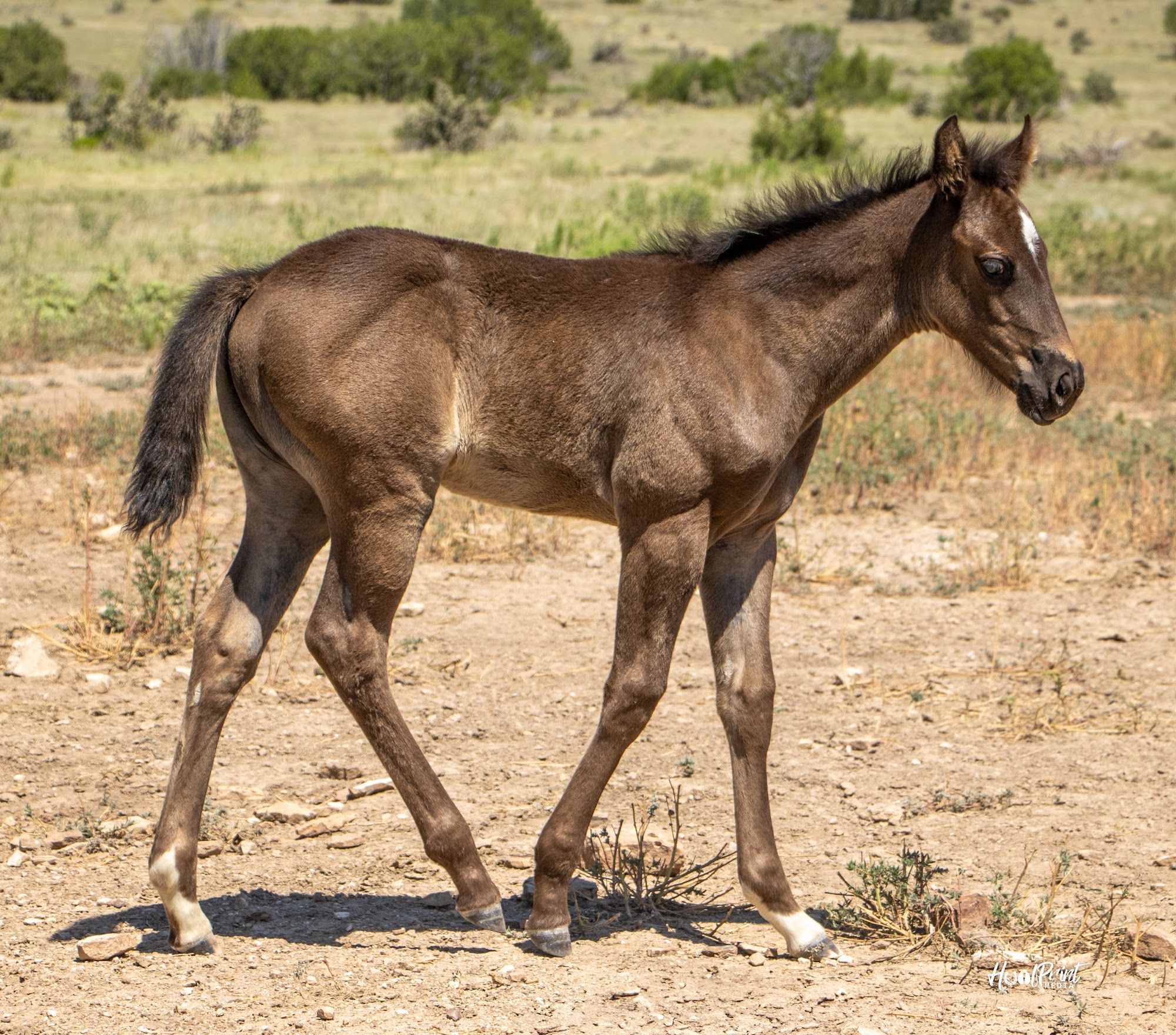 quarter-horse western-paard merrie 1 år till salu - Foto 3