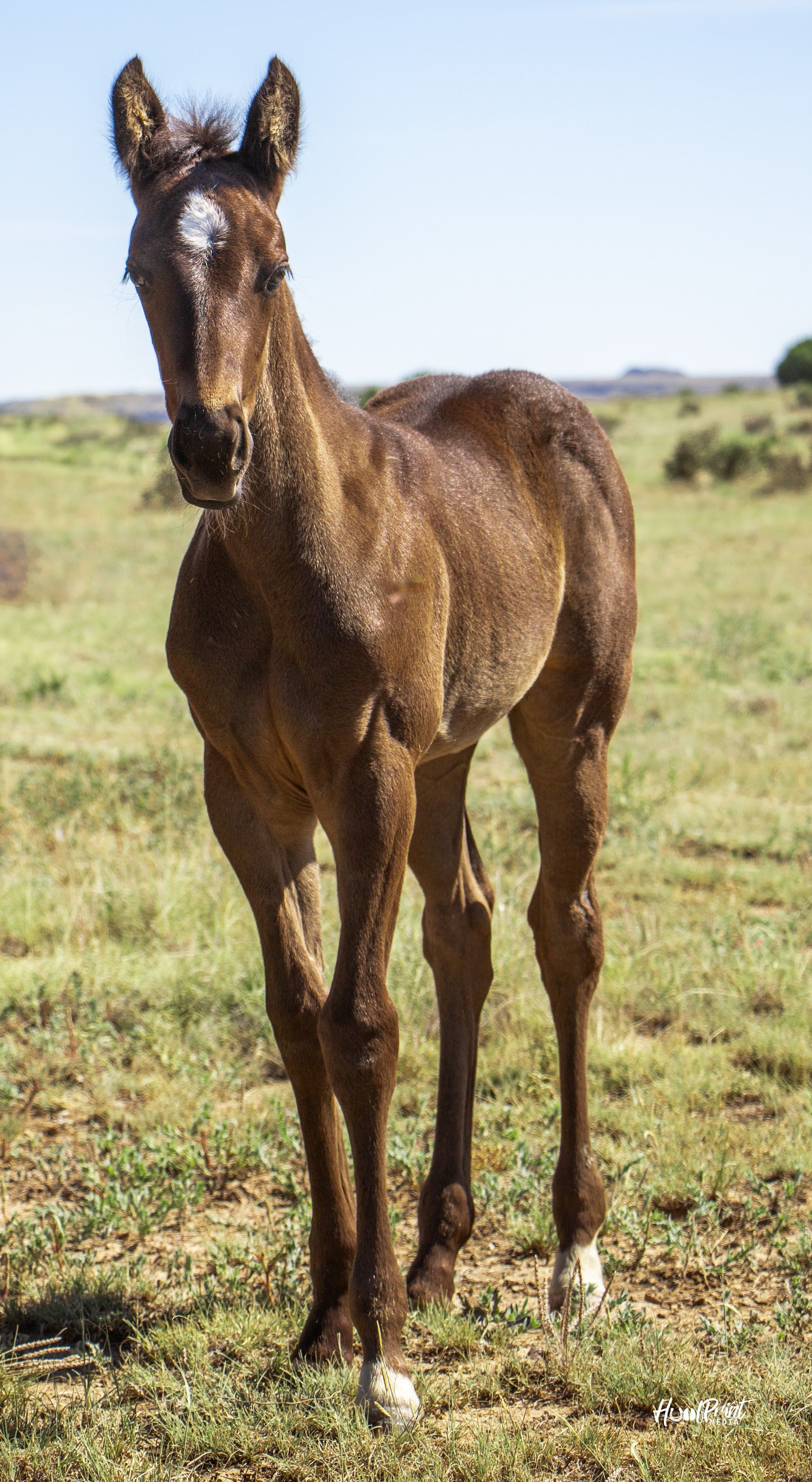 quarter-horse western-paard merrie 1 år till salu - Foto 4