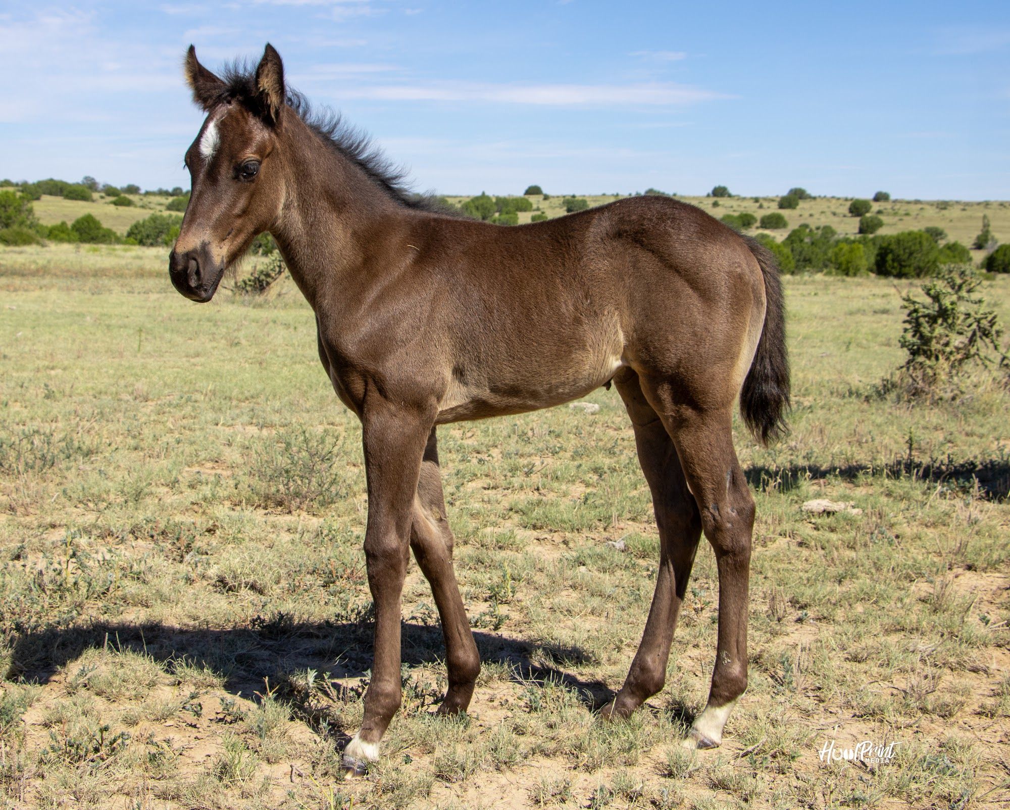 quarter-horse western-paard merrie 1 år till salu - Foto 5