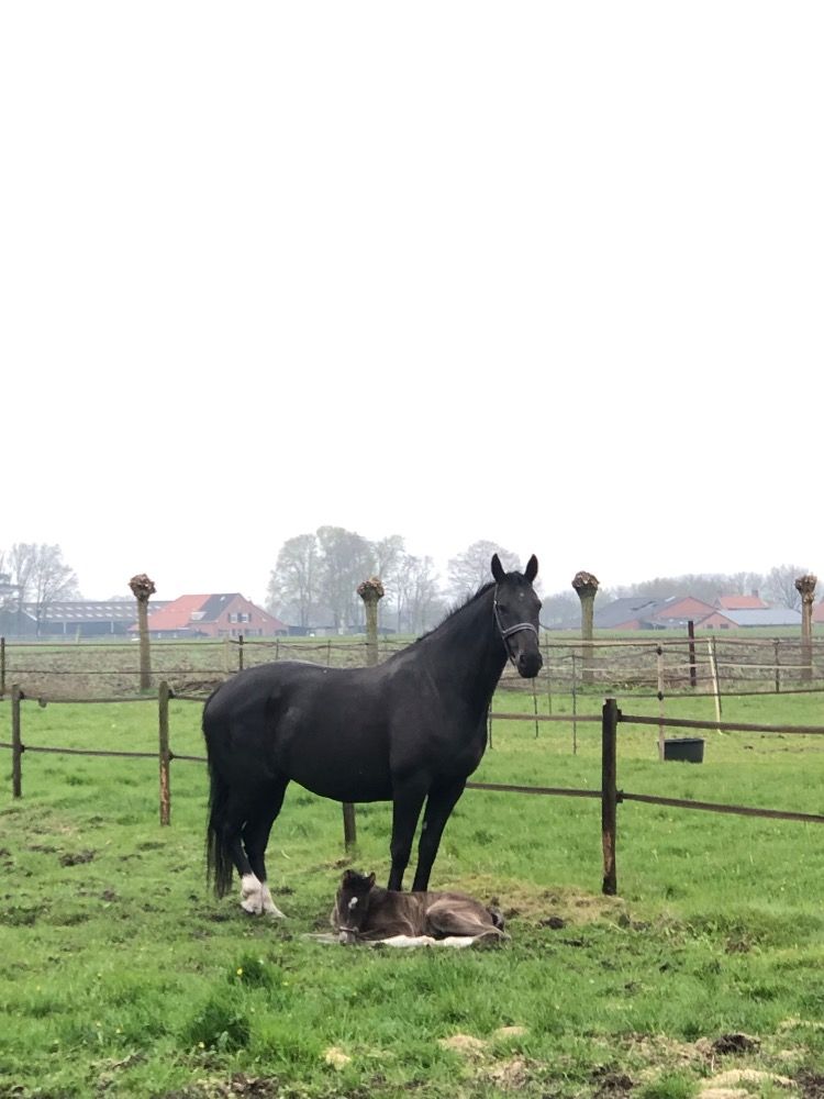 KWPN fokmerrie Merrie 8 jaar Donkerbruin te koop - Foto 3