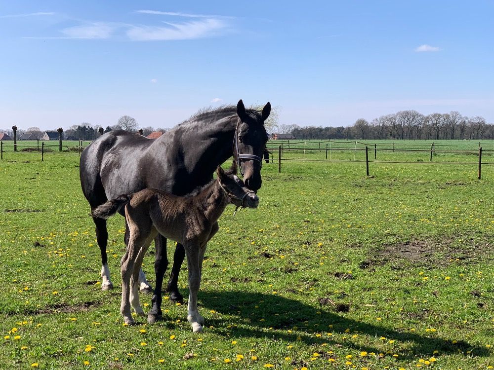 KWPN fokmerrie Merrie 8 jaar Donkerbruin te koop - Hoofdfoto