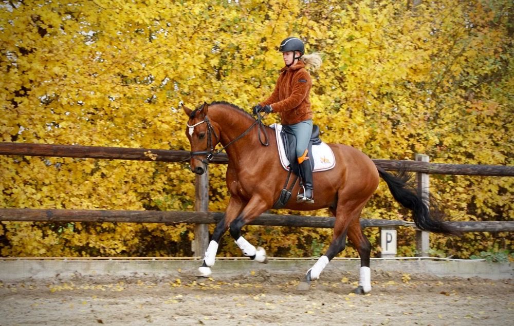 KWPN dressuurpaard Ruin 4 jaar Bruin te koop - Foto 5