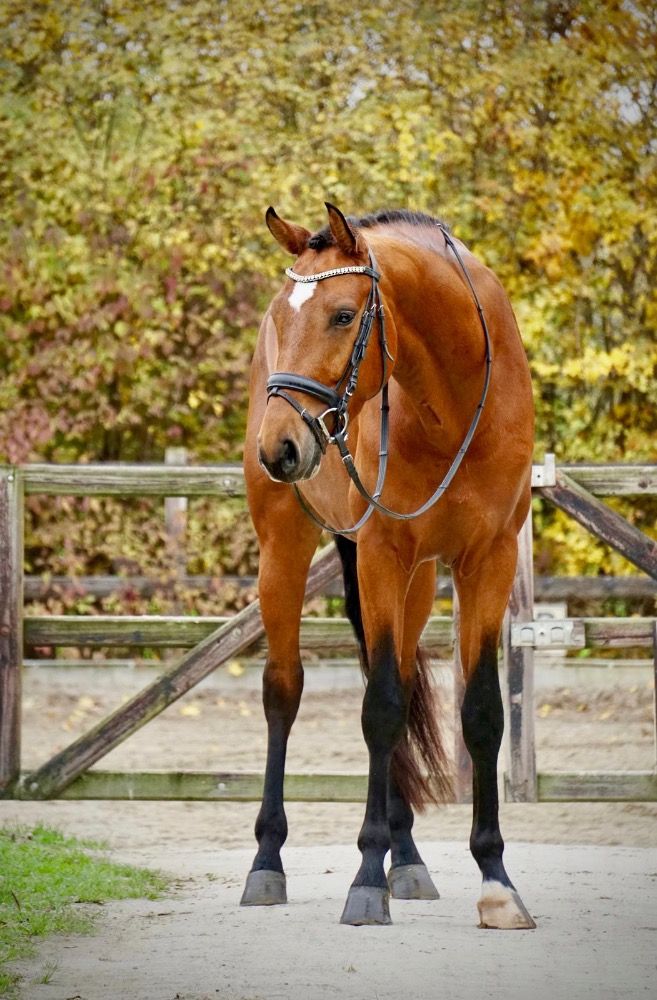 KWPN dressuurpaard Ruin 4 jaar Bruin te koop - Foto 2