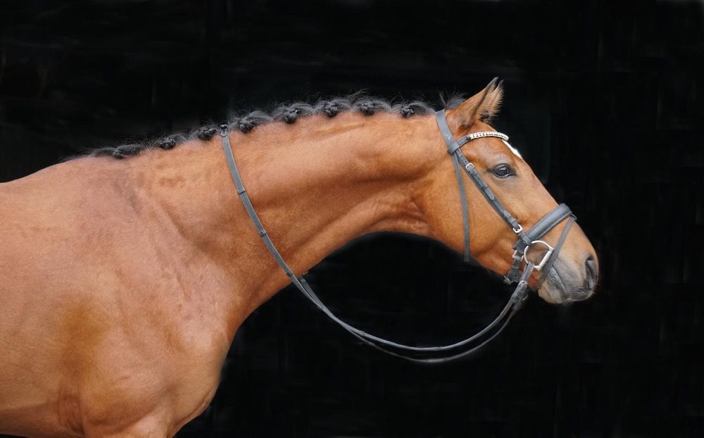 KWPN dressuurpaard Ruin 4 jaar Bruin te koop - Foto 4