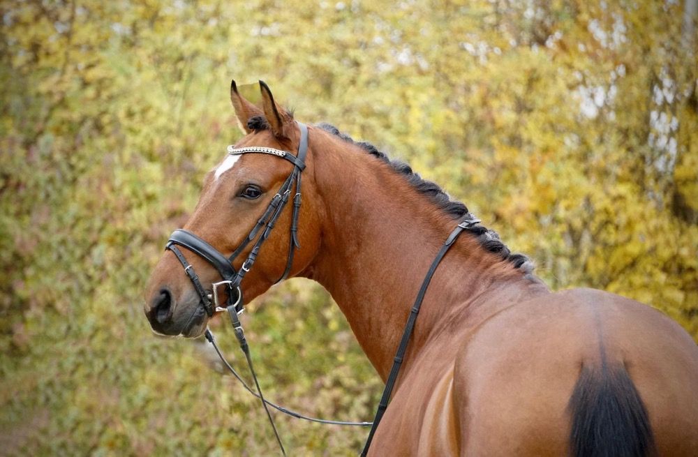KWPN dressuurpaard Ruin 4 jaar Bruin te koop - Foto 3